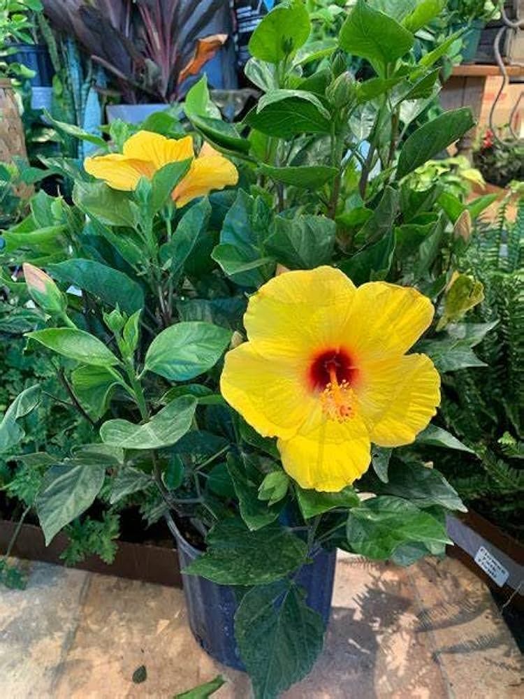 Hibiscus Yellow Flower (Hibiscus spp.) seeds for garden planting