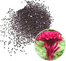 Cockscomb Seeds (Celosia cristata) for a lasting addition to the Home Garden