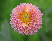 Dahlia Seeds for growers seeking a long-blooming display