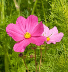 Cosmos Cosmos Sulphureus Tall Golden Flower Seeds for Planting – Beautiful Blooms for Backyard Landscaping and Wildflower Beds