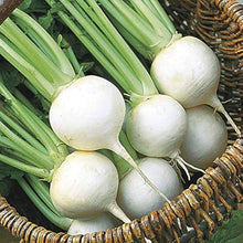 Hakurei Turnip Seeds (Brassica rapa) for a fresh homegrown crop from the vegetable patches and home gardens