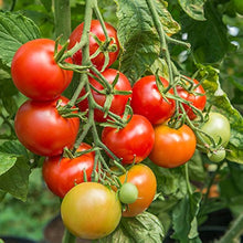 Reisenden 76 Tomato Seeds known for high-Yield, Flavorful Tomatoes