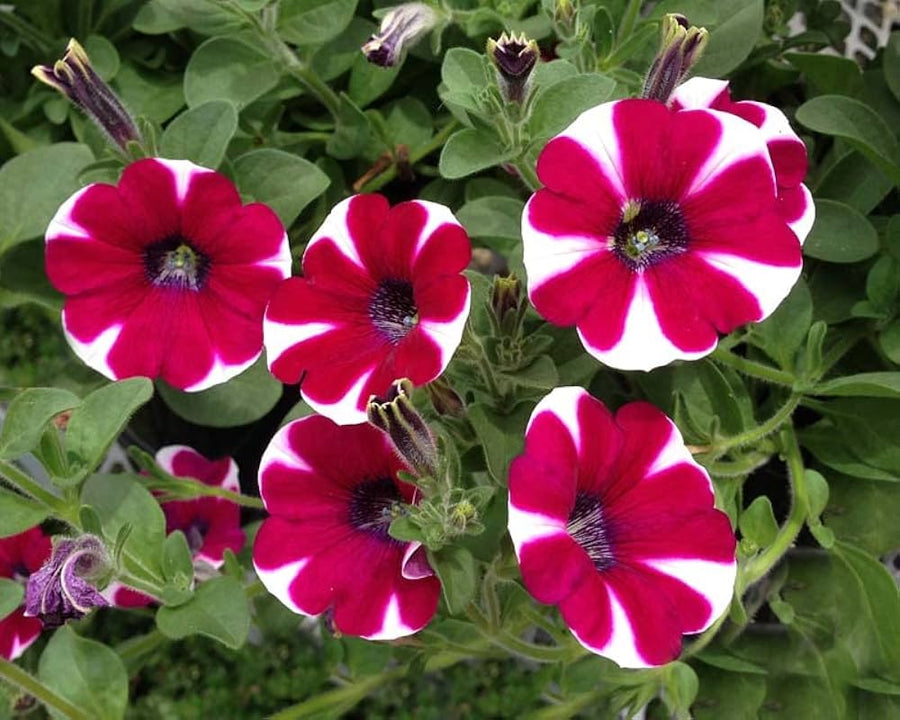 Petunia Double Petal Flower ��������� Petunia spp. ��������� for planting in blue garden