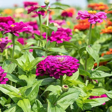 Zinnia Flower ��������� Zinnia elegans ��������� for planting in white purple garden
