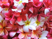Plumeria Rubra Mixed Seeds for reliable seasonal color