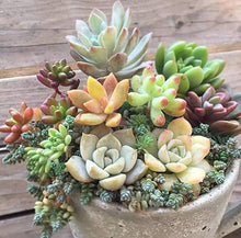 Army Green: New Fresh Succulent Seeds for long-term planting in the Room Bonsai Pot