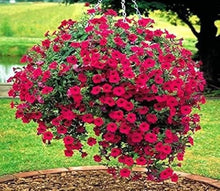 Heirloom Red Garden Petunia Hybrida Annual Seeds valued for vibrant, Long-Lasting Blooms