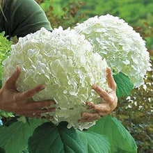 Hydrangea Seeds (Hydrangea macrophylla) for trellises and fences in the backyard gardening borders