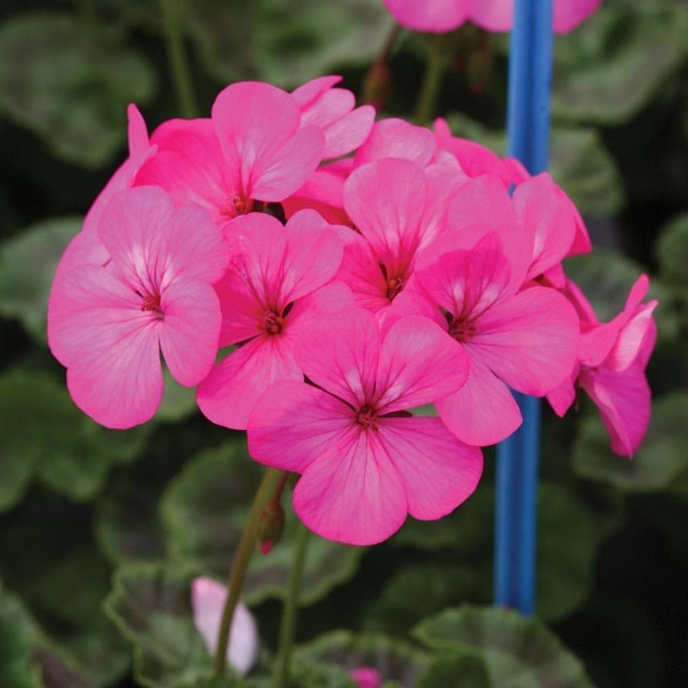 Geranium Pelargonium graveolens Saturn Frosty Rose flower seeds for planting in home garden pots - for planting in home garden
