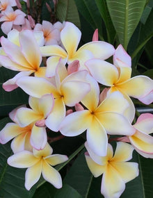 Mixed Color Plumeria Agave Seeds (Plumeria spp.) for a lasting display in the Tropical Garden