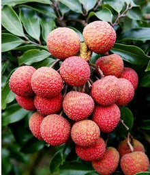 Red Sweet Juicy Lychee Seeds for growers wanting a homegrown harvest
