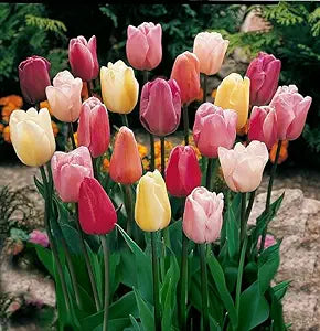 Tulip Flower Tulipa spp. for planting in flower bed
