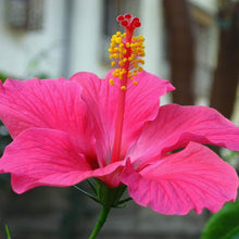Hibiscus Hibiscus Rosa-Sinensis Dark Pink Seeds grown for home Seasonal Displays