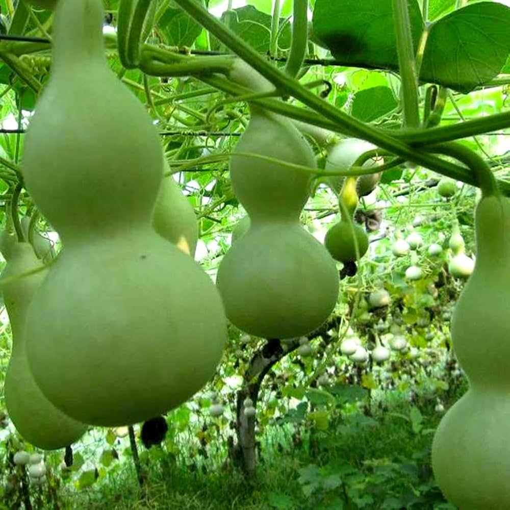 Lagenaria Pumpkin Lagenaria siceraria seeds for planting in vegetable patch