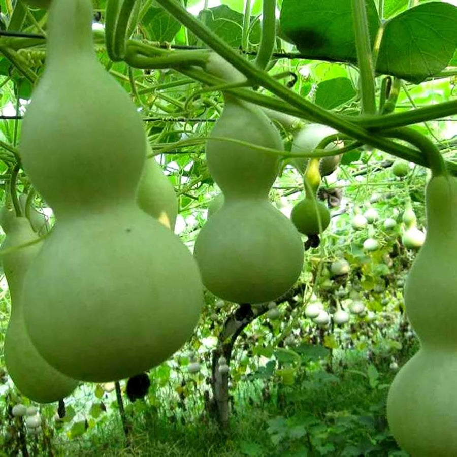 Lagenaria Pumpkin Lagenaria siceraria seeds for planting in vegetable patch