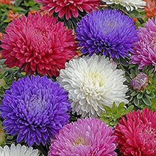 Ostrich Plume Aster Seeds for growers seeking a long-blooming display