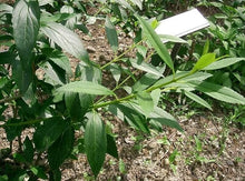 Forsythia Suspensa Weeping Forsythia Yellow Seeds for a colorful addition to any planting