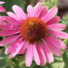 Echinacea Tennesseensis Seeds (Echinacea tennesseensis) for seasonal color across the Flower Bed