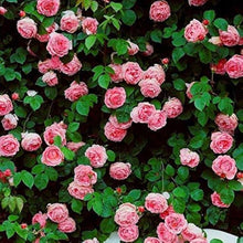 Hoya Pubicalyx Seeds valued for indoor Hanging Baskets
