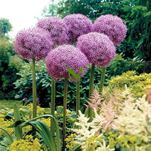 Allium Allium Giganteum Globemaster Seeds for colorful blooms in the Backyard Garden Borders