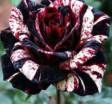 Rose Seeds (Rosa hybrida) for colorful blooms in the vertical garden or backyard trellis designs