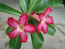 Mixed Desert Rose Seeds for gardeners building out beds and borders