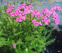 Achillea Cerise Queen Yarrow Seeds valued for bright Pink Blooms
