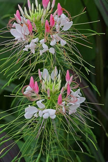 Dwarf Cleome Seeds (Cleome hassleriana) for seasonal color across the Flower Bed