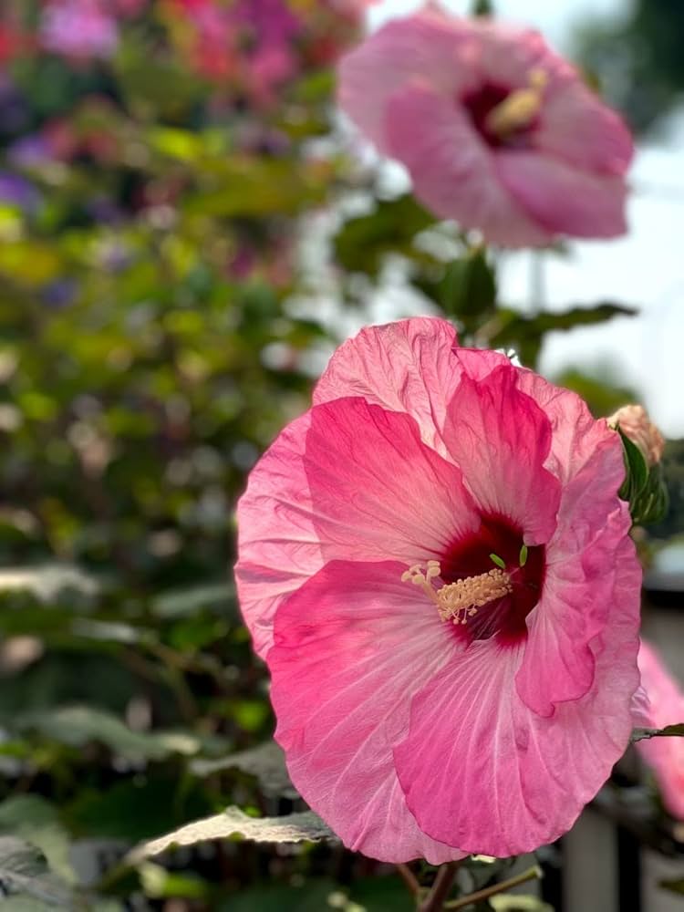Yellow and pink hibiscus flowers grown from seeds for hardy garden planting