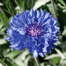 Bachelor BACHELORKNPFEN several blue flowers bushy Seeds for gardeners building out beds and borders