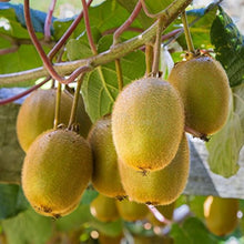 Chinese Actinidia Seeds (Actinidia chinensis) for a lasting display in the hardy, green kiwifruit vines in kitchen gardens or vertical