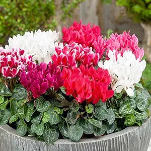 Cyclamen Cyclamen persicum flower seeds for planting in indoor pots or shaded garden areas - for planting in home garden