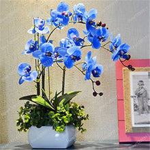 Hydroponic Phalaenopsis Orchid Plant Seeds for a colorful addition to any planting