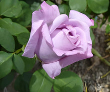 Rosa Lavendel Seeds for growers filling out the Purple Garden Blooms