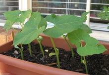 Dark Red Kidney Bean Seeds (Phaseolus vulgaris) for growers stocking the kitchen garden and healthy home planting