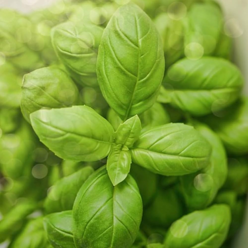 Lemon Basil herb seeds for cooking and gardening