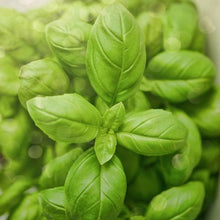 Lemon Basil (Ocimum basilicum citriodorum) for planting in herb garden