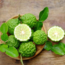 Leech Lime Seeds (Citrus aurantiifolia) for growers planting the Tropical Garden