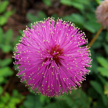 Mimosa Fun Kids Moving Leaves Fairy Garden - for planting in home garden