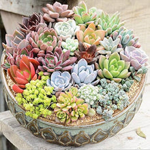 Rare Succulent Bonsai Seeds for long-term planting in the yard