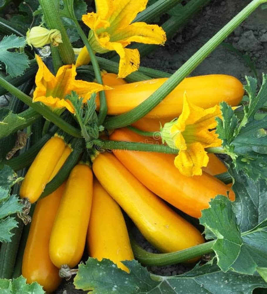 Crookneck (Squash Cucurbita pepo vegetable) for planting in garden
