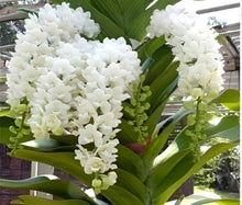 High-Quality Phalaenopsis Orchid Seeds grown for indoor Gardening