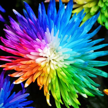 Chrysanthemum Rainbow Mixed Colors Rare Seeds for gardeners building out beds and borders