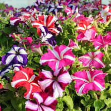 Star Mix Petunia Mixed Colors Garden Seeds for reliable seasonal color