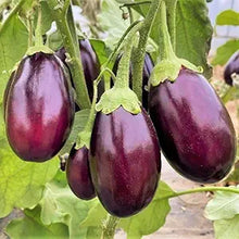 Eggplant Seeds (Solanum melongena) for productive rows in the Vegetable Patch & Garden