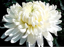 Chrysanthemum Chrysanthemum Morifolium Bonsai Seeds for long-term planting in the Home Bonsai Pots