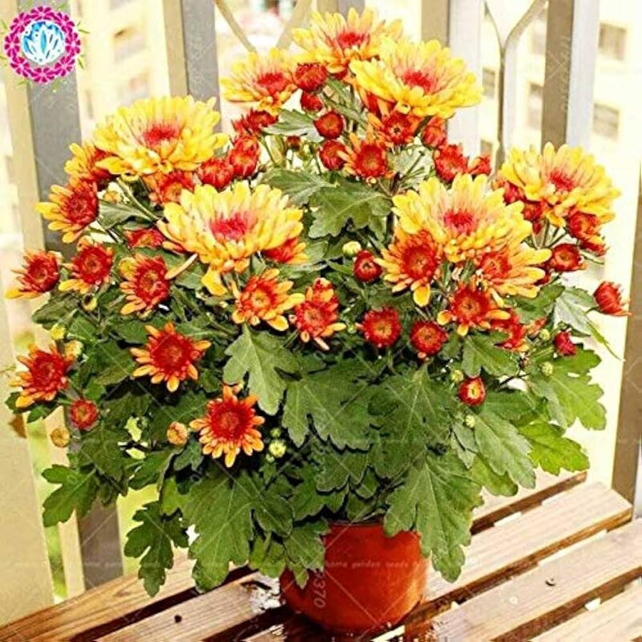 Aster Callistephus chinensis Chrysanthemum flower seeds for planting in seasonal garden beds - for planting in home garden