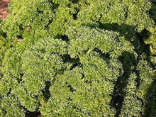 Curled Parsley Seeds (Petroselinum crispum) for a fragrant addition to the herb bed container garden