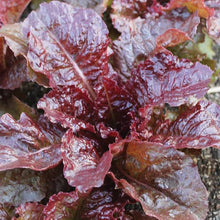 Lettuce Seeds (Lactuca sativa) for productive rows in the Kitchen Garden Pots