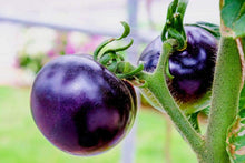 Indigo Rose Tomato Seeds (Solanum lycopersicum) for a reliable harvest in the Vegetable Garden